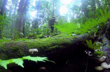 Kottawa Rainforest